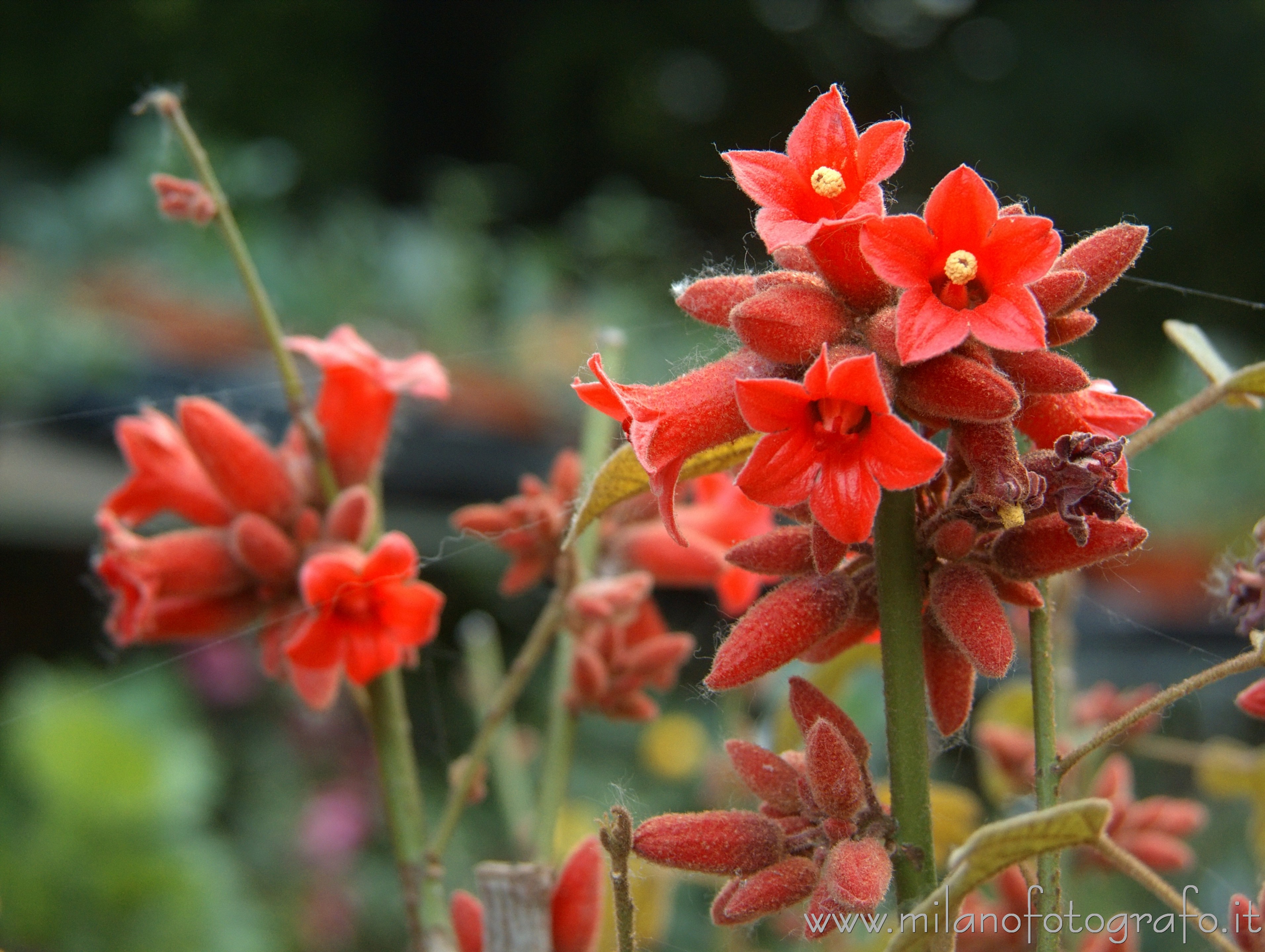 Milano - Fiori a Orticola 2016